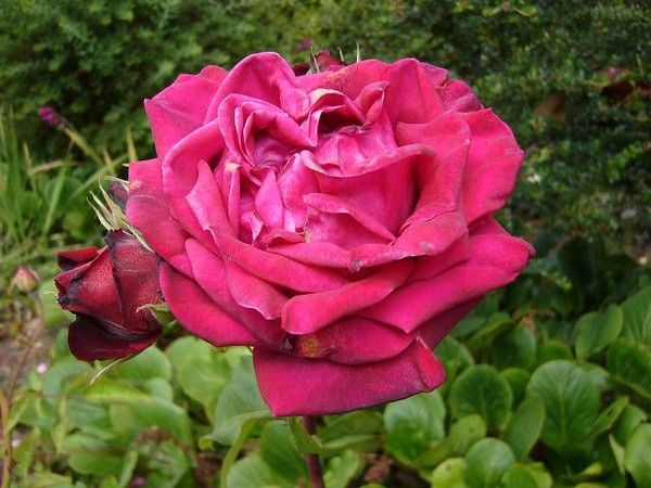 Les 52 Meilleures Images De Fleur Rose Rouge Fleur Rose Rouge